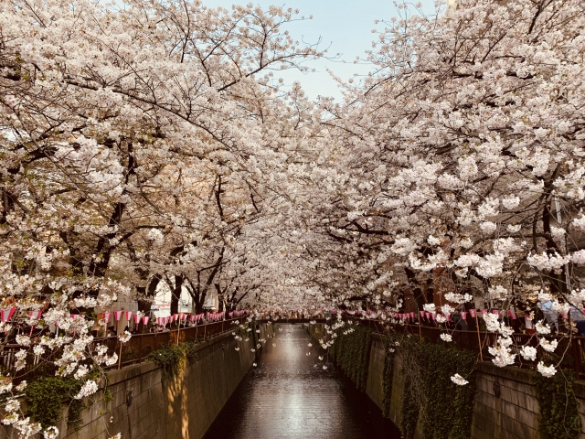 21年の桜祭り 目黒川の花見混雑状況 子連れokな個室やテラスのあるカフェ 健康が１番 薬剤師ママと３人の子どもたち