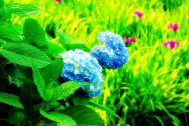 青いアジサイの花と菖蒲