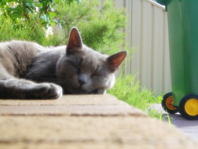 気持ちよく昼寝するグレーの猫