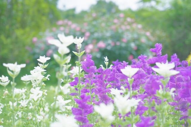 白と紫の花