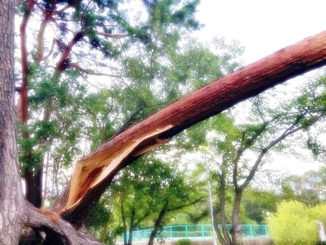 台風で倒れた木