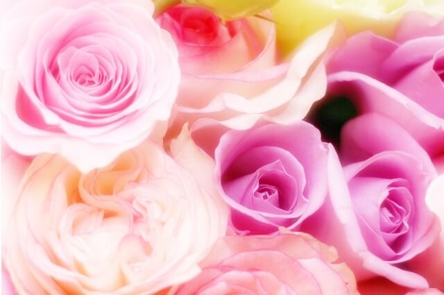 ピンクのバラの花