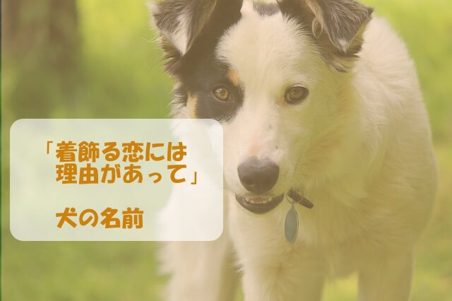 着飾る恋には理由があって の犬の名前や種類 ホワイトブラウンが可愛い あたらしいもの好き くいしんぼうな薬剤師ママブログ