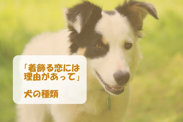 着飾る恋には理由があって の犬の名前や種類 ホワイトブラウンが可愛い あたらしいもの好き くいしんぼうな薬剤師ママブログ