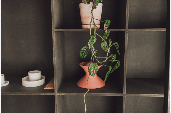 仕事部屋の観葉植物