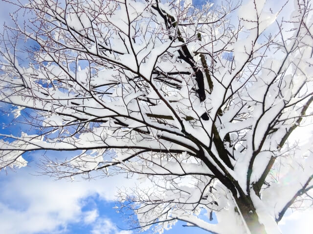 雪積もった木の枝