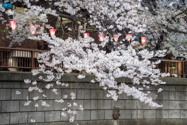 目黒川の桜のぼんぼり