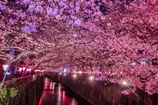 目黒川の桜のぼんぼり