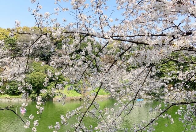 千鳥ヶ淵の桜の開花時期や見頃は？花筏はいつ頃見れる？