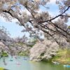 千鳥ヶ淵の桜の開花時期や見頃は？花筏はいつ頃見れる？