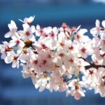 上野公園の桜祭りの屋台や出店の種類！どこに出てる？何時まで？おすすめグルメを紹介