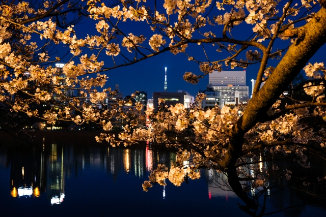 上野公園の桜のライトアップの期間はいつからいつまで？何時から何時まで？