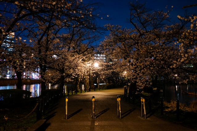 上野公園の桜のライトアップの期間はいつからいつまで？何時から何時まで？