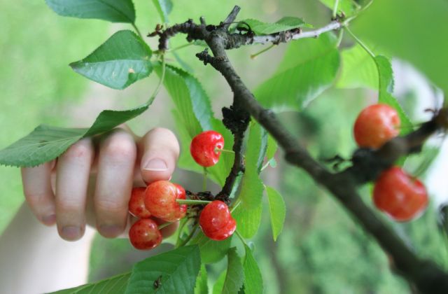 山梨のさくらんぼ狩りの時期はいつからいつまで？ベストシーズンは？