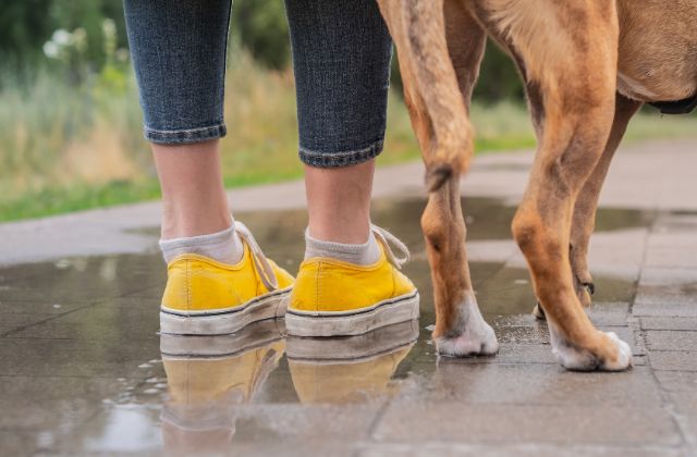 台風の日の犬の散歩ってどうしてる？行くべき？体験談を紹介