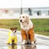 台風の日の犬の散歩ってどうしてる？行くべき？体験談を紹介