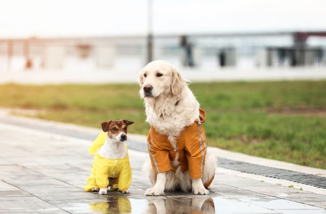 台風の日の犬の散歩ってどうしてる？行くべき？体験談を紹介