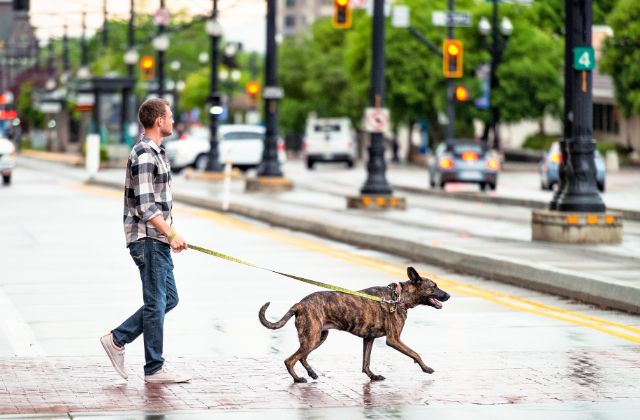 台風の日の犬の散歩ってどうしてる？行くべき？体験談を紹介