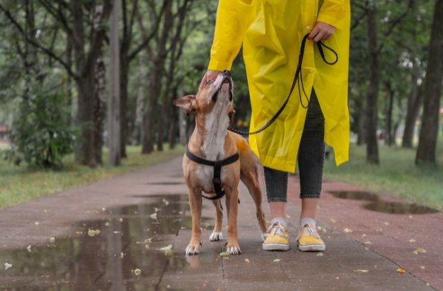 台風の日の犬の散歩ってどうしてる？行くべき？体験談を紹介