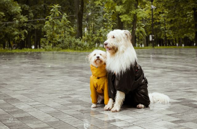 台風の日の犬の散歩ってどうしてる？行くべき？体験談を紹介