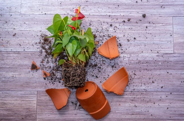 台風の日に植木鉢をしまわないとどうなる？リスク回避をする方法や対策！